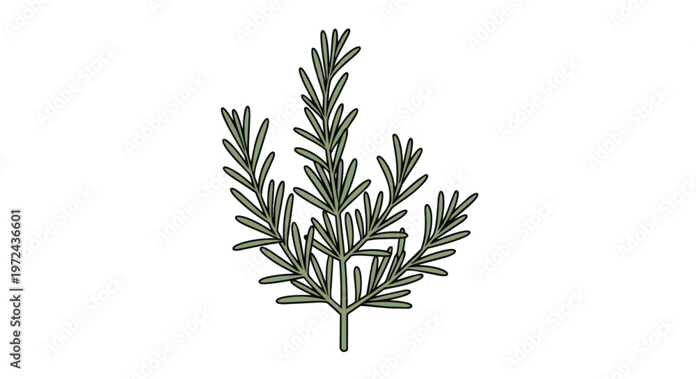 Fototapeta premium Hand Drawn Rosemary Herb Illustration