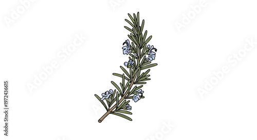 Hand Drawn Rosemary Herb Sprig with Blue Flowers Illustration