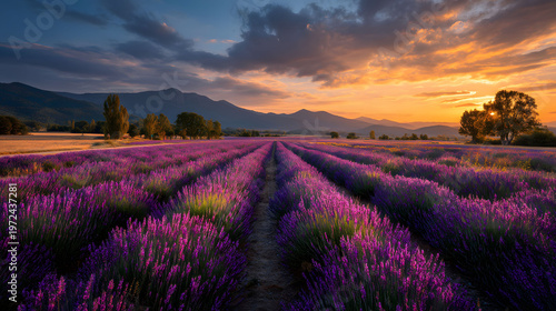 Lavender Fields at Sunset: Tranquil Summer Landscape for Prints and Posters