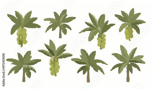 Картината върху платно Modern banana palm tree vector set musa acuminata tropical plant illustration wi