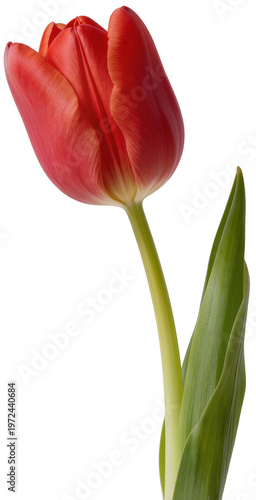 red tulip