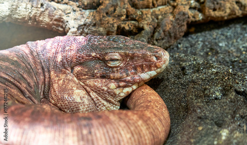 Red Tegu sleeping in the zoo        
