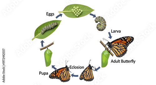 Monarch butterfly life cycle diagram showing eggs on leaf, striped larval caterpillar, green pupa, eclosion of emerging adult and fully formed butterfly, arranged in a circle to explain complete metam