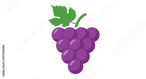 Fresh purple grapes illustration with green leaf isolated on white background
