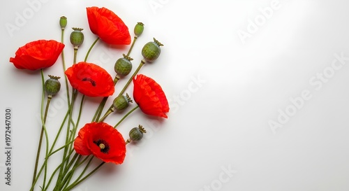 Beautiful red poppy flowers and seed pods isolated on white background