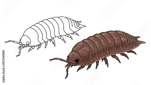 Detailed illustration depicts two woodlice including one in full color and another as a simple line art outline.