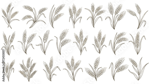 Detailed collection of hand drawn wheat ears and stalks in various artistic styles for harvest themes.
