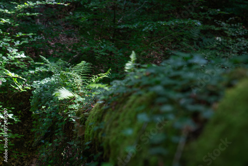 Illuminated fern in a summer forest.
