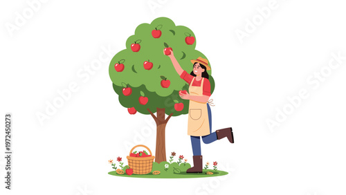 Woman farmer picking fresh red apples from a green tree and putting them into a wicker basket in the sun.