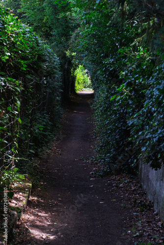 A narrow path through hedges leads into the light.