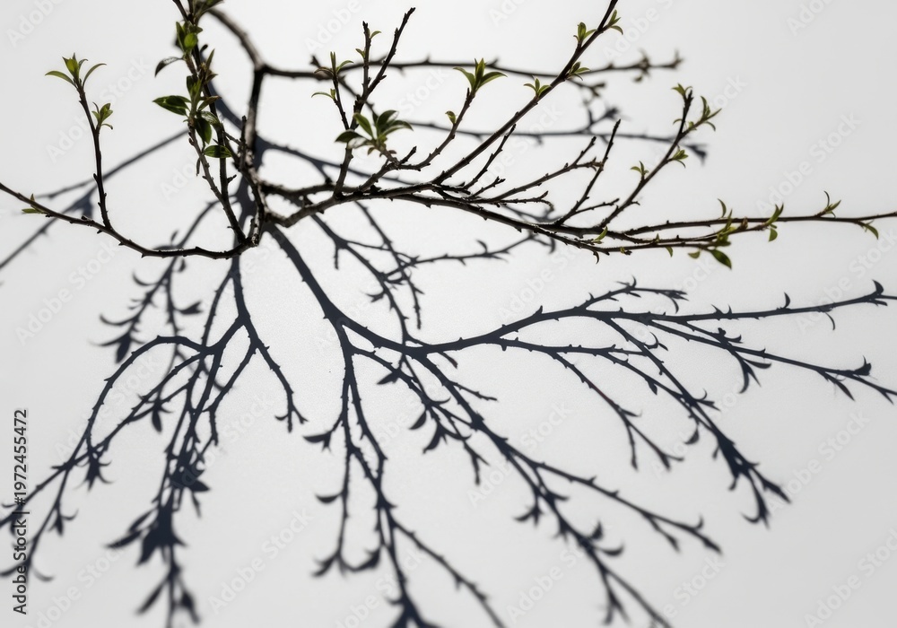 Fototapeta premium bare winter tree branches with sparse buds against white sky