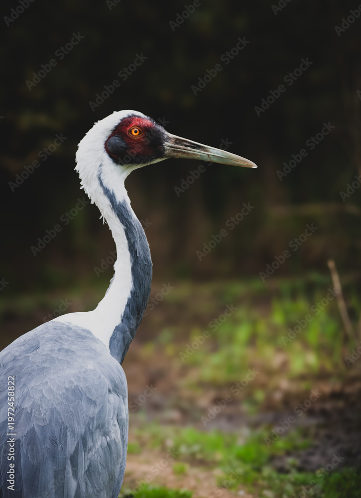 Naklejka premium Vogel aus dem Vogelpark Niendorf