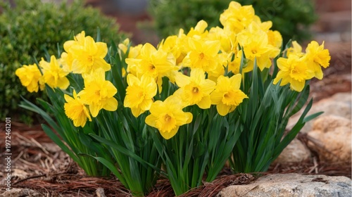 A vibrant cluster of bright yellow daffodils with characteristic trumpet-shaped centers blooms in a garden setting.