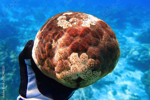 Indonesia, Flores, Maumere – snorkeler holding a cushion star (Culcita novaeguineae) underwater above a coral reef.