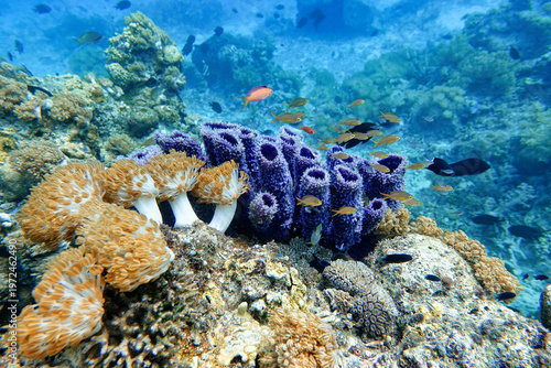 Indonesia, Flores, Maumere – reef fish swimming above a vibrant purple tube sponge and soft coral formations on a tropical coral reef. Colorful underwater marine life scene with high biodiversity.