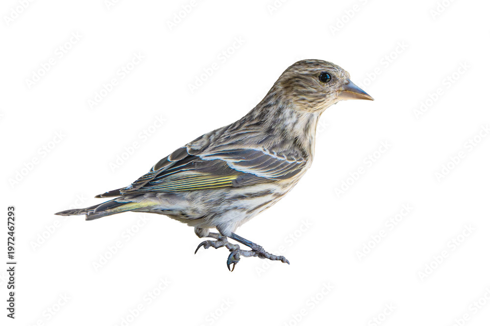 Wall Mural Pine Siskin (Carduelis pinus) Photo, Perched, on a Transparent Isolated PNG Back