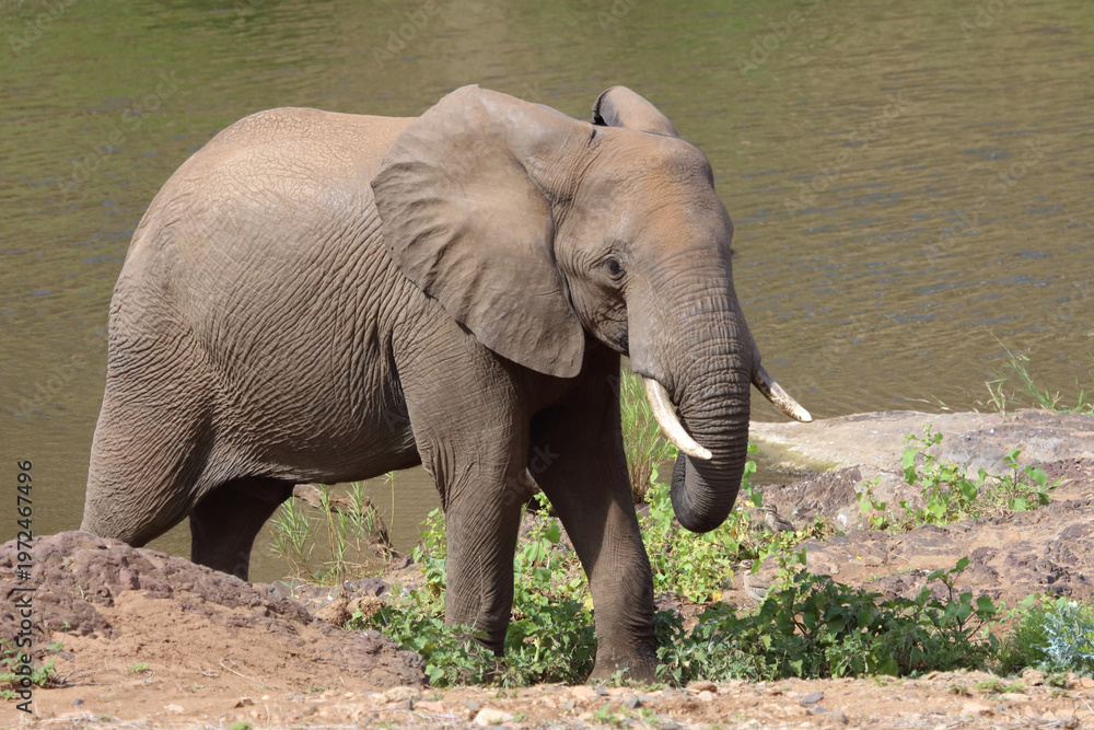 Fototapeta premium Afrikanischer Elefant / African elephant / Loxodonta africana