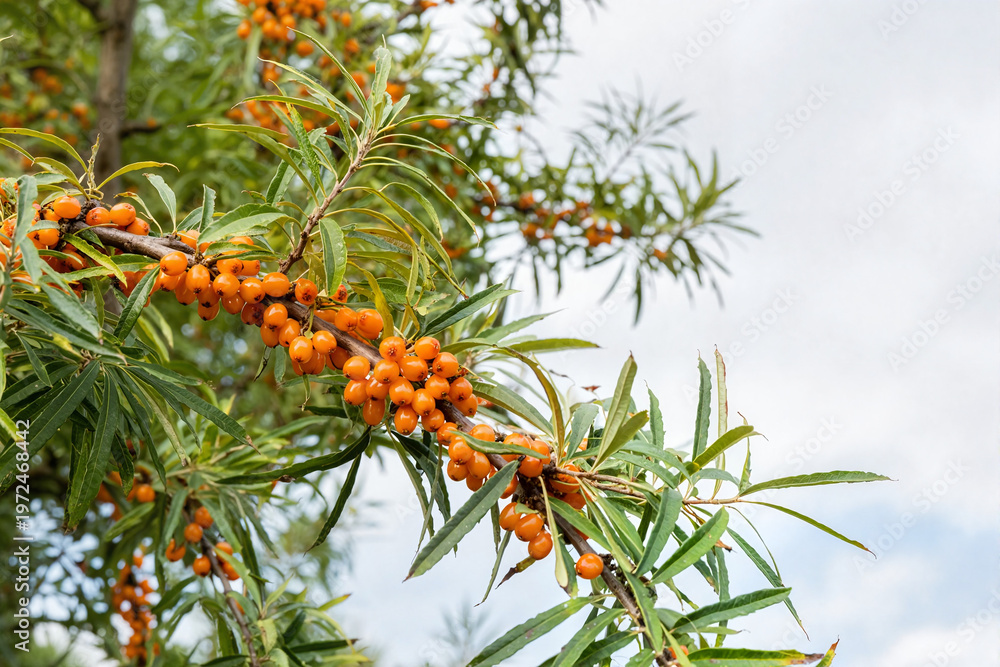 Fototapeta premium sea buckthorn berries cluster on thorny branches in the garden