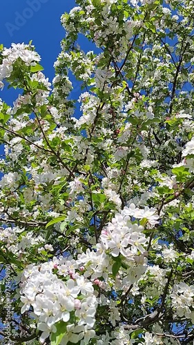 Apple tree branches covered with white blossoms in bright spring sunlight against a clear blue sky with a gentle breeze and pollinating insects. Seasonal nature video.