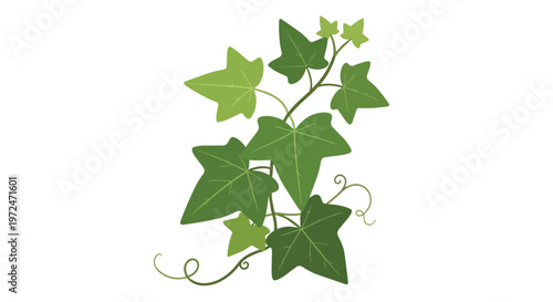Hand Drawn Green Ivy Plant Illustration on White Background