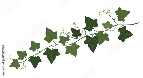 Illustration of a green ivy vine branch with leaves and tendrils on a white background