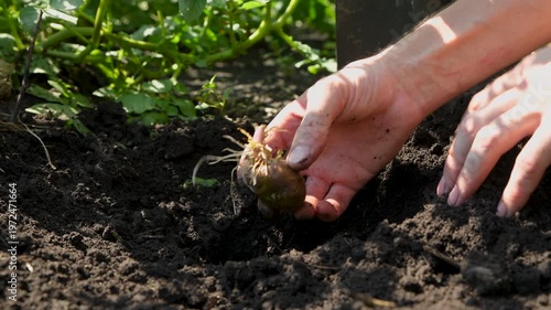 Wallpaper Mural Planting sprouted potatoes in the ground. The farmer buries the seed potato by hand. Torontodigital.ca