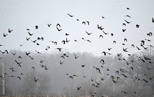 Tableau sur toile Redwing Blackbirds Flying in the Fog