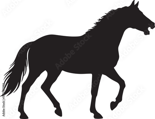 Fotografie Dutch Warmblood in silhouette on white background.