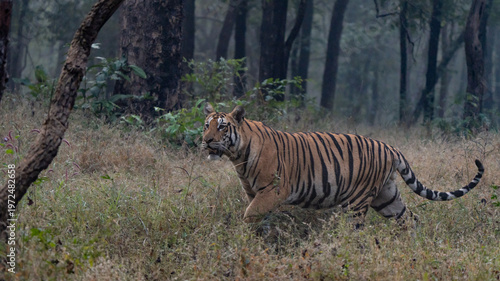Side view of a tiger walking in the jungle. Pench Tiger Reserve spanning Madhya Pradesh and Maharashtra, is a premier habitat for Panthera tigris (Bengal tiger), with an estimated 65 tigers