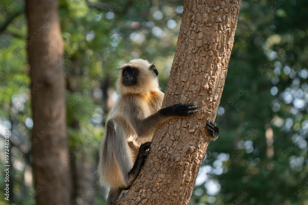 Fototapeta premium Northern plains gray langur portrait climbing a tree in the ground, golden hour light. Typical inhabitants of Indian jungles 