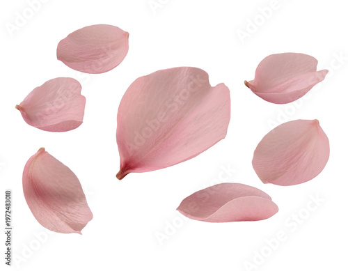 pink rose petals background cherry blossom   Isolated on Transparent Background PNG