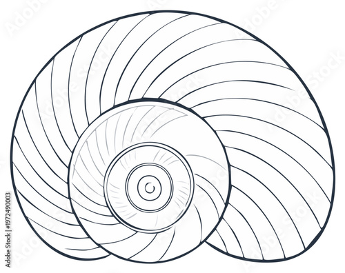 Elegant Spiral Seashell Line Art Illustration Depicting Natural Geometric Pattern
