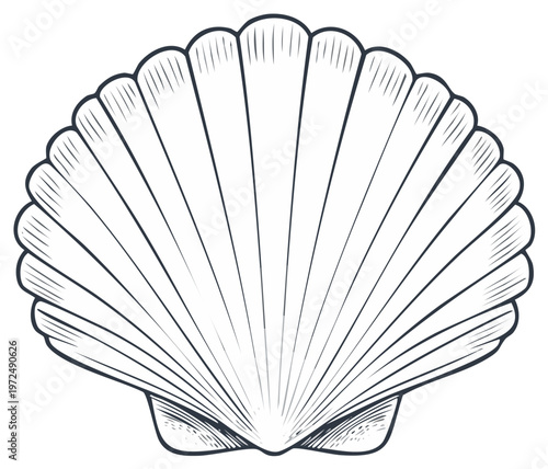 Detailed Line Art of an Open Seashell on a White Background