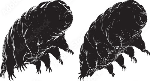 Two microscopic tardigrades, water bears, in black silhouette, water bear, black and white