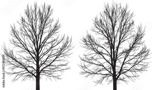 Two bare tree silhouettes in winter isolated on white background with black and white with tree trunk