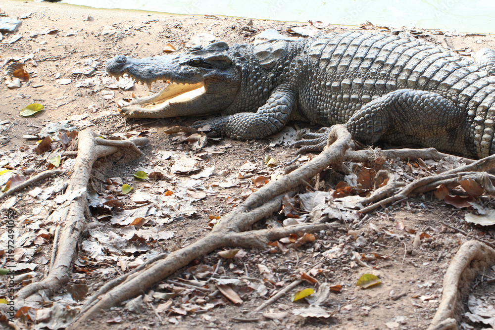 Fototapeta premium Close-up of a large crocodile with its mouth open among dry tree roots on a riverbank, showcasing detailed scales and powerful jaws, aggressive wildlife in natural environment.