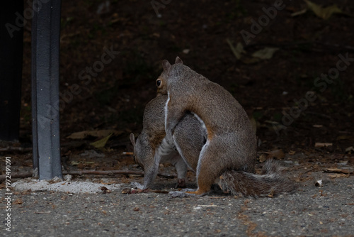 Eastern gray squirrels mating in an urban park, back view. Considered an invasive species in Europe replacing the indigenous squirrel