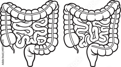 Line art illustration of the human intestines with digestive system with human anatomy with medical illustration with small intestine with internal organ with black and white with human body