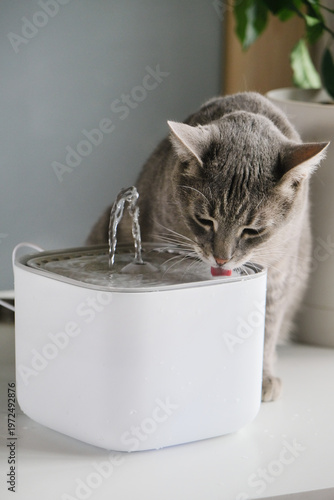 Cat drinking from automatic water dispenser fountain