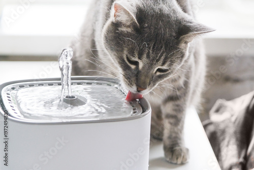 Cat drinking from automatic water dispenser fountain