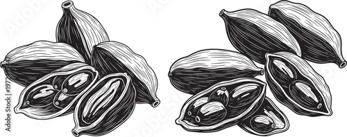 Cardamom pods and seeds with black and white with food and drink with spice rack with food ingredient with aromatic plant