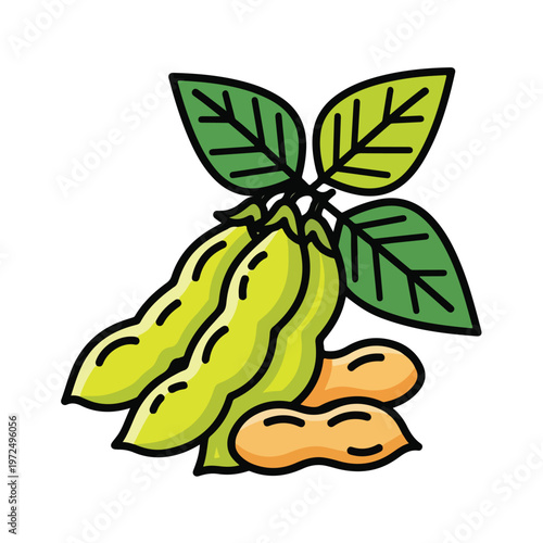Illustration of green soybeans and shelled peanuts with leaves.
