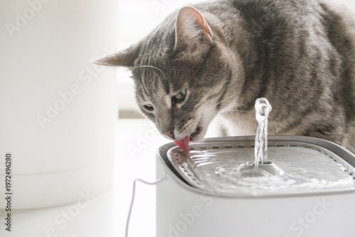 Cat drinking from automatic water dispenser fountain
