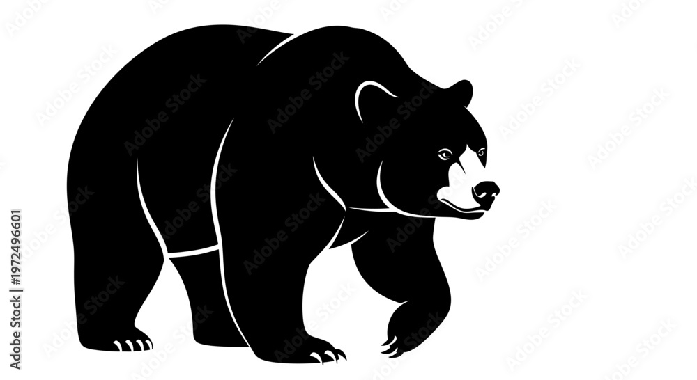 Fototapeta premium A black bear walks forward steadily.