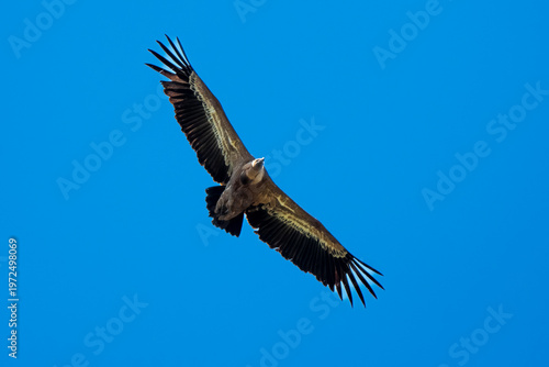 Foto Vautour fauve