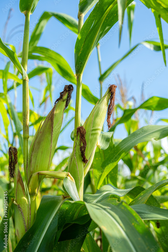 Fototapeta premium Fresh corn cobs growing on green stalks in organic field under clear blue sky. High-quality agriculture for food industry and farming harvest concepts. Healthy sweetcorn plantation