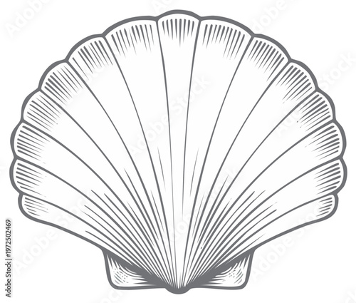 Engraved seashell illustration depicts a bivalve mollusk with radiating ridges for marine themes and nautical designs.