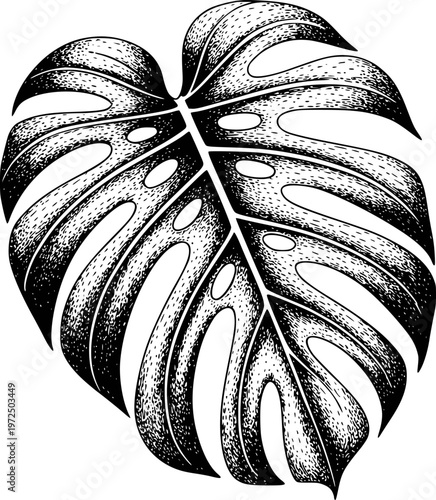 Detailed Black and White Monstera Leaf with Natural Texture and Holes plant tropical