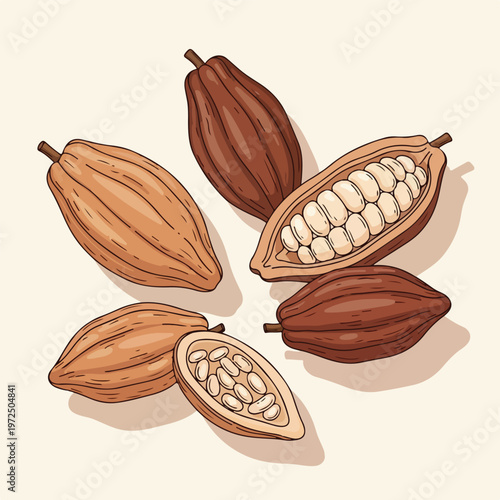 Hand drawn illustration of organic cacao pods and cocoa beans.