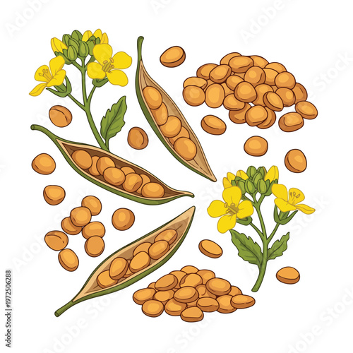 Hand drawn illustration of rapeseed flowers and seed pods with grains.